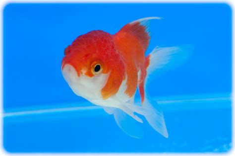 Oranda Goldfish Care Guide - Your Aquarium Place