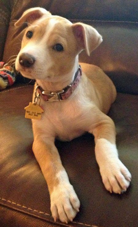 Best 25+ Pitbull lab mix ideas on Pinterest | Pitbull lab, Lab pit mix ...