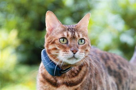 Tractive Introduces New LTE GPS Pet Tracker Dedicated to Cats in North America | Tractive