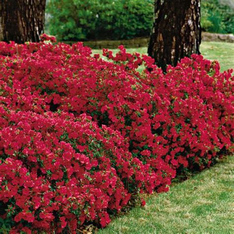 Red Azalea Flowering Shrub | Home and Garden Reference