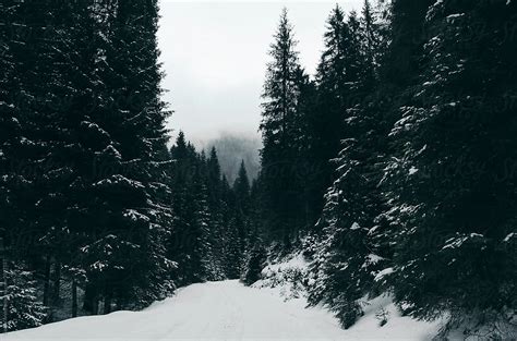 "Mysterious Pine Forest In Winter" by Stocksy Contributor "Cosma Andrei ...