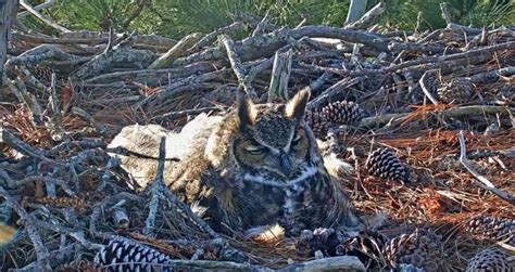 Savannah Great Horned Owl Nest Cam - 2024