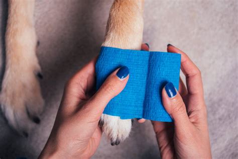 Best Dog Bandage Stock Photos, Pictures & Royalty-Free Images - iStock