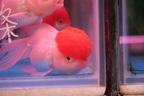 brain fish | hong kong goldfish market | dryasadingo | Flickr