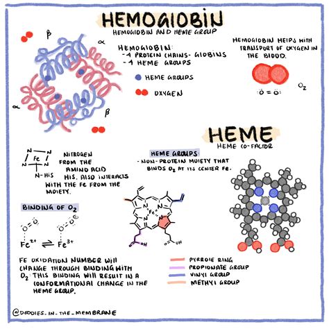 Biochemistry Infographic: Hemoglobin in 2020 | Biochemistry, Science ...