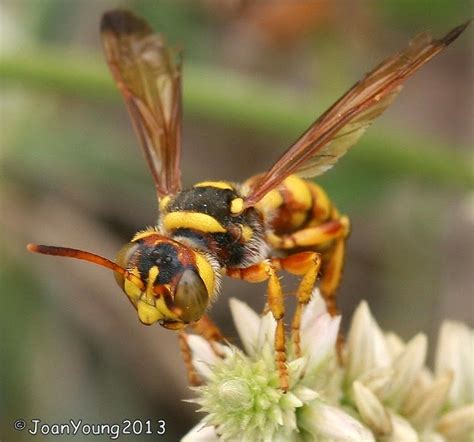 South African Photographs: Potter Wasp