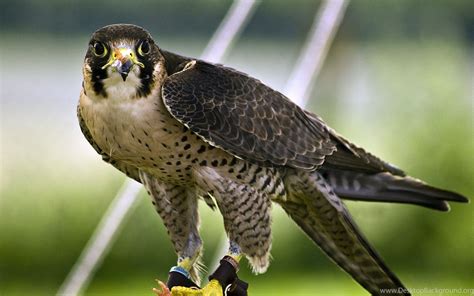 Peregrine Falcon Habitat Wallpaper. Desktop Background