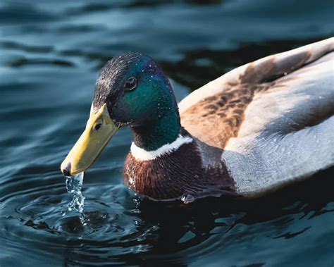 Do Ducks Have Ears? The Anatomy Explained! - Bird Guidance