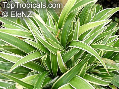 Chlorophytum sp., Spider Plant - TopTropicals.com