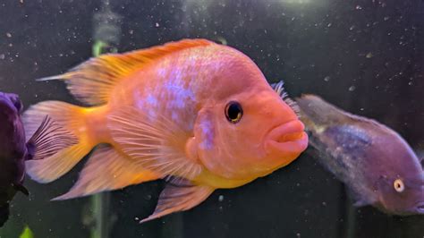 Midas cichlid great fish | Cichlid Fish Forum