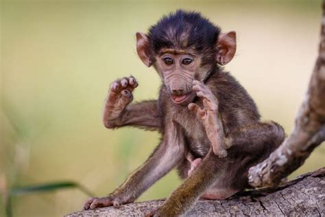 Super-cute baby baboon looks deep in thought as he takes playtime break ...