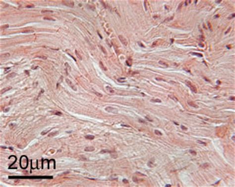 Muscle: The Histology Guide