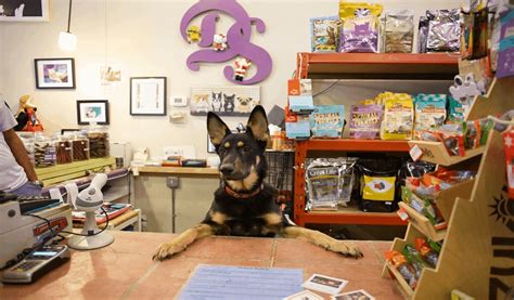 Cleaning Pet Stores – An Overview | Dog Product Shop