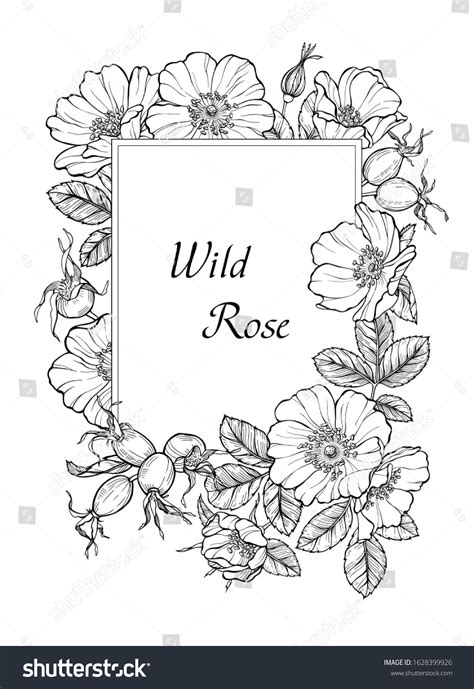 Rose Flower Borders And Frames