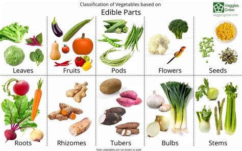 Classification of Vegetables according to Parts of Plants that are Edible - Veggies Grow