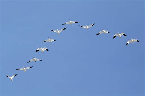 Migrating Snow Geese Flying in V Formation Photograph by Delmas Lehman ...