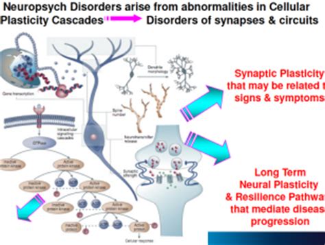 GEOSET Short-term Synaptic Plasticity - GEOSET