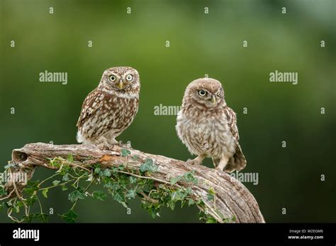 The little owl is a bird that inhabits much of the temperate and warmer parts of Europe, Asia ...