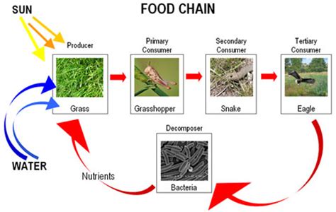 Ocean Food Chain Decomposers