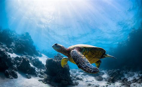 Animal, Turtle, Sea Life, Underwater, HD wallpaper | Peakpx