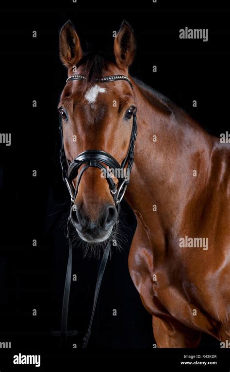 brown jumping horse in front of black background Stock Photo - Alamy