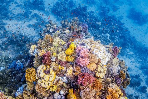 This Evolutionary Gift May Protect Coral From Climate Change | WIRED