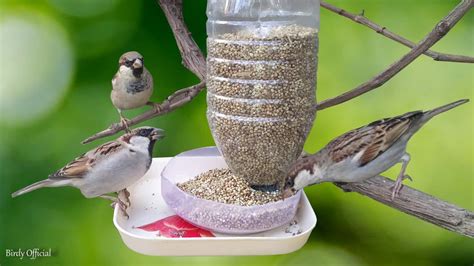 Bird Feeder DIY | Building Bird Feeder From Plastic Bottle - YouTube