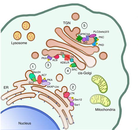 Frontiers | Endogenous and Exogenous Regulatory Signaling in the ...