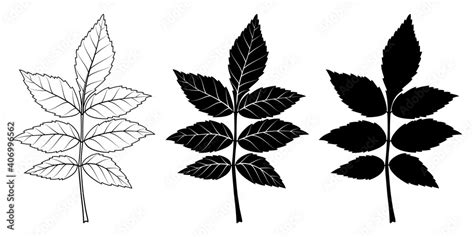 Ash tree leaf. Vector illustration. Outline, silhouette, line art drawing Stock Vector | Adobe Stock