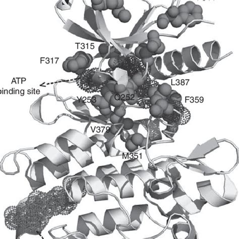 Bcr-Abl tyrosine kinase inhibitors in clinical trials. | Download ...