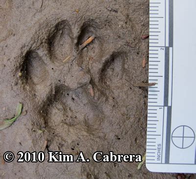 Bobcat Tracks In Mud