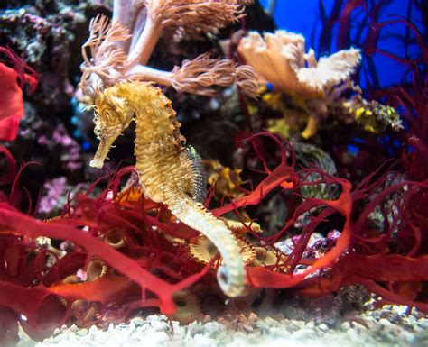 aquarium, fish, golden, red, seahorse, water wallpaper - Coolwallpapers.me!