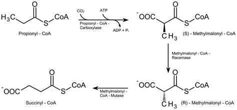 Beta Oxidación - Definición y pasos - Diccionario científico -El Gen Curioso