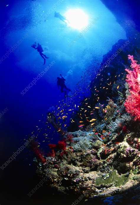 Divers on a coral reef - Stock Image - T710/0242 - Science Photo Library