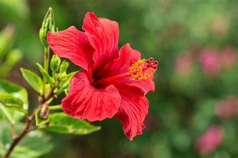 37 of the Best Hibiscus Varieties | Gardener's Path