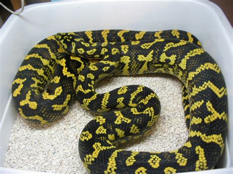 Carpet Python Breeders | www.resnooze.com