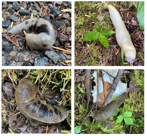 Olympic Slugs - Olympic National Park (U.S. National Park Service)