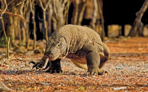 Wild Personalities: Komodo Dragon | Lindblad Expeditions