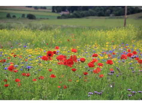 Poppy Flower Meaning - Harvest Indoor