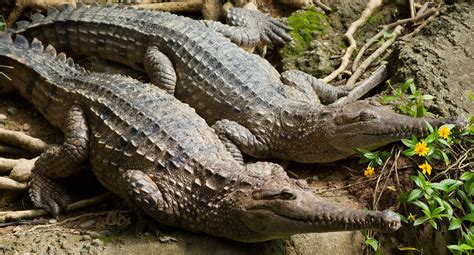 Freshwater Crocodiles | Crocodylus johnstoni | Mike Davison | Flickr