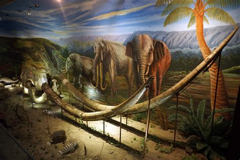 Sangiran Museum (Sragen, Solo Raya, Indonesia) - Stegodon … | Flickr