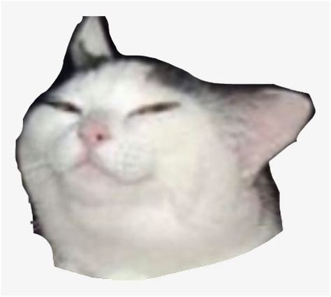 Smug Cat Meme Transparent PNG Image | Transparent PNG Free Download on ...