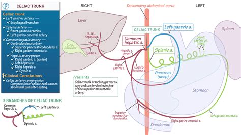 Branches Celiac Trunk Arteries
