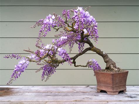 flowering bonsai | Crataegus Bonsai | Bonsai tree, Wisteria bonsai, Bonsai