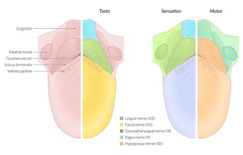 Help me with the Tongue Anatomy : r/medicalschool