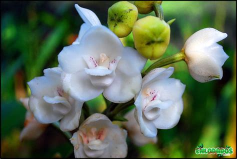 ¡ Viva Panamá !: la flor del espiritu santo