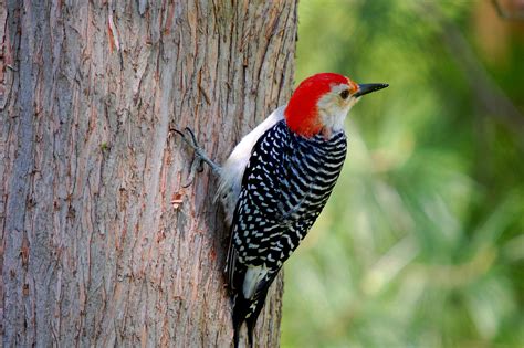 Red-bellied woodpecker - song / call / voice / sound.