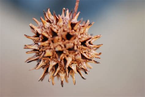 Monkey Ball -Seed Pod from Sweet Gum Tree - a photo on Flickriver