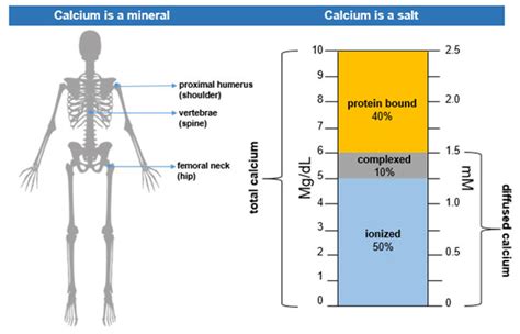 Normal Calcium Levels - Endocrine Surgery | UCLA Health