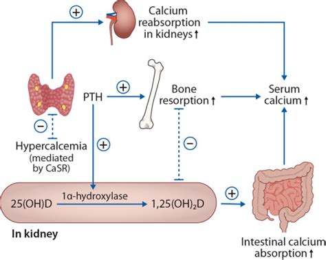 Physiology of Calcium Homeostasis - Endocrinology and Metabolism Clinics